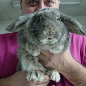 Centro Clínico Veterinario Soria médico veterinario con conejo