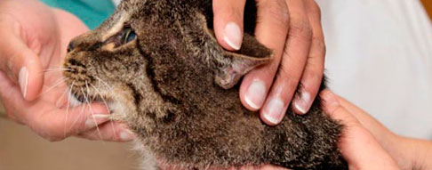 Centro Clínico Veterinario Soria veterinario revisando a gato