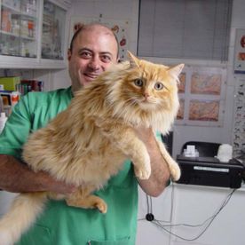 Centro Clínico Veterinario Soria médico veterinario con gato