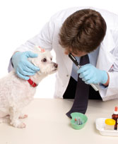 Centro Clínico Veterinario Soria veterinario examinando a canino