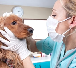 Centro Clínico Veterinario Soria zona de vacunacion para mascotas